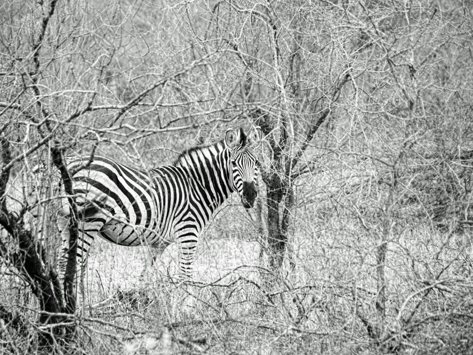 Zebra In The Bush
